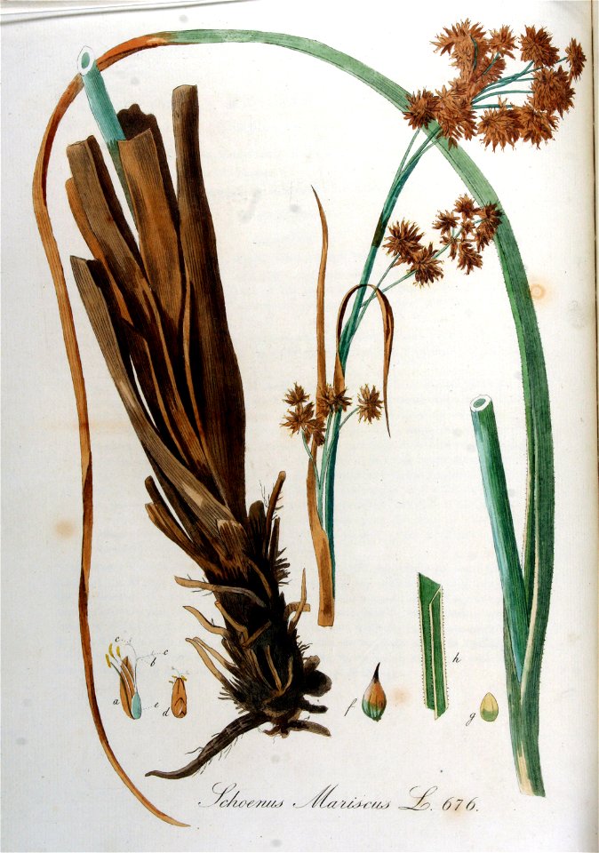 Schoenus mariscus — Flora Batava — Volume v9