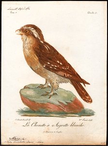 Scops cristatus - 1796-1808 - Print - Iconographia Zoologica - Special Collections University of Amsterdam - UBA01 IZ18400139