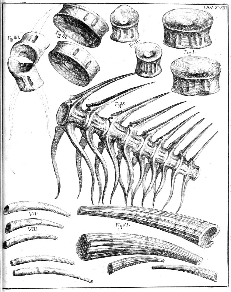 Scilla plate 17a
