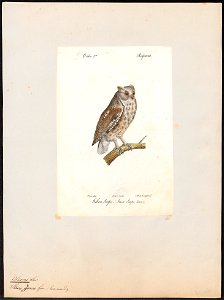 Scops zorca - 1842-1848 - Print - Iconographia Zoologica - Special Collections University of Amsterdam - UBA01 IZ18400123