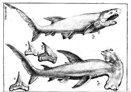 Scilla plate 28
