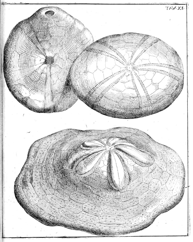Scilla plate 11a