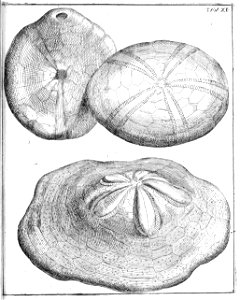 Scilla plate 11a