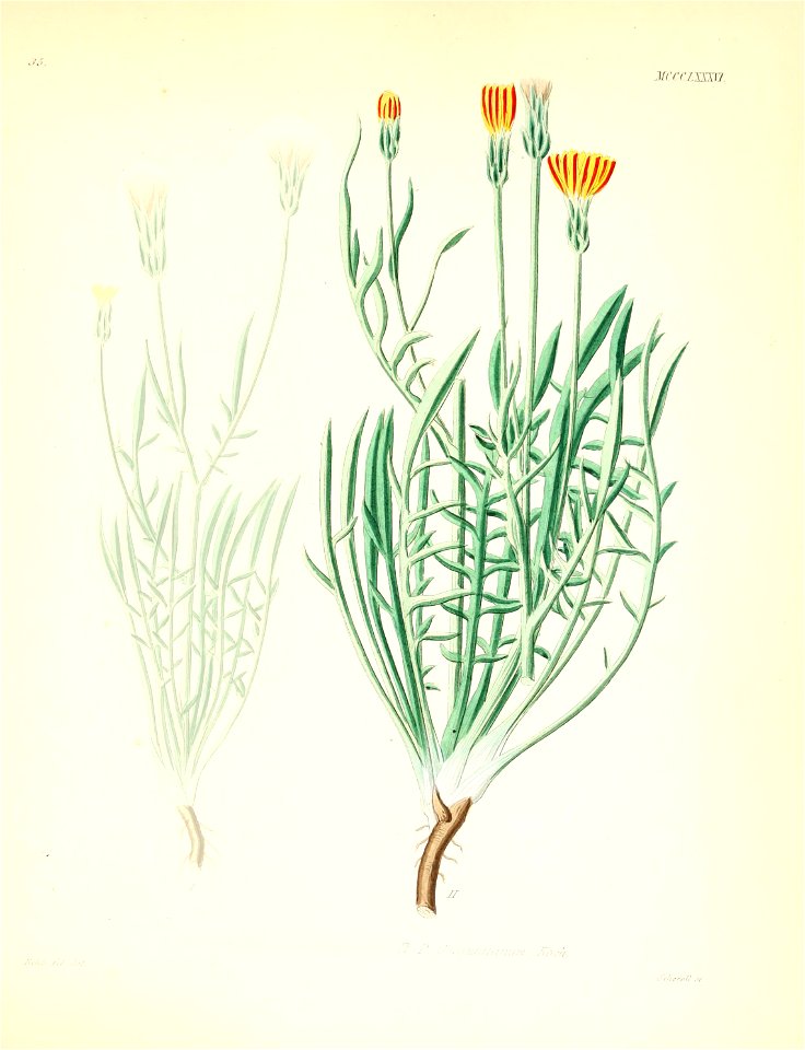 Scorzonera cana