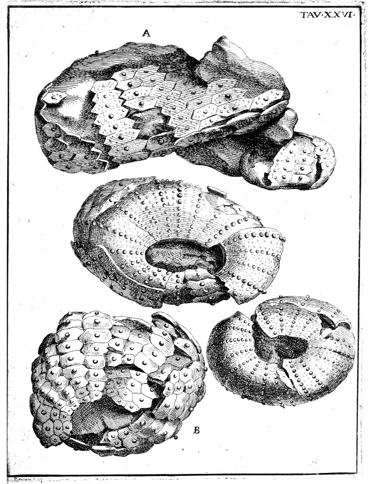 Scilla plate 26