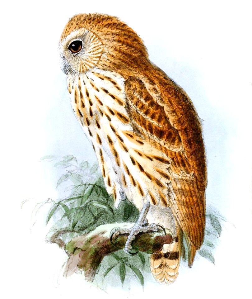 Scotopelia bouveri - Keulemans (cropped)