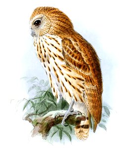 Scotopelia bouveri - Keulemans (cropped)