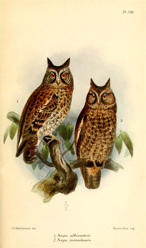 ScopsAlbiventrisMenadensisKeulemans