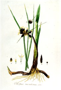 Scirpus maritimus — Flora Batava — Volume v7. Free illustration for personal and commercial use.