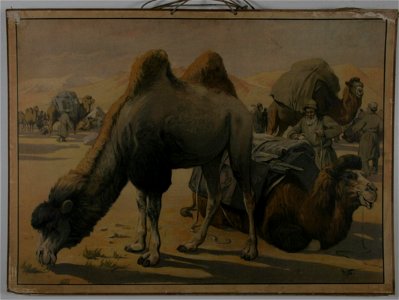 Schoolplaat Kamelen in de woestijn (ca 1900), collectie Centre Céramique, Maastricht