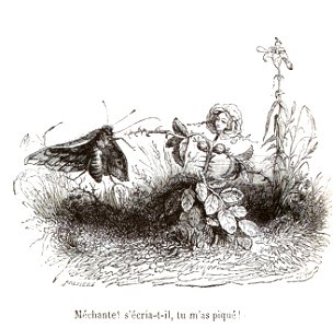 Scènes de la vie privée et publique des animaux, tome 1 0207