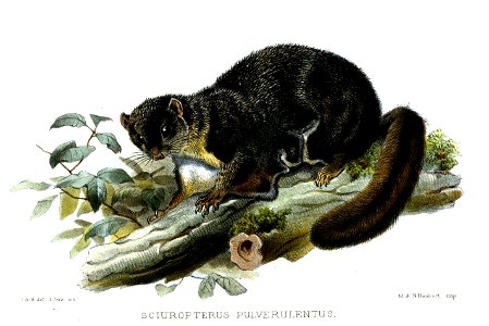 SciuropterusPulverulentusWolf