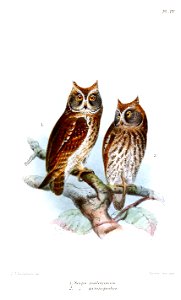 ScopsMalayanusGymnopodusKeulemans