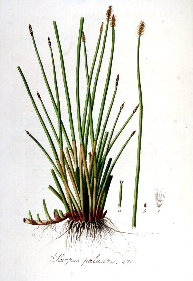Scirpus palustris — Flora Batava — Volume v6