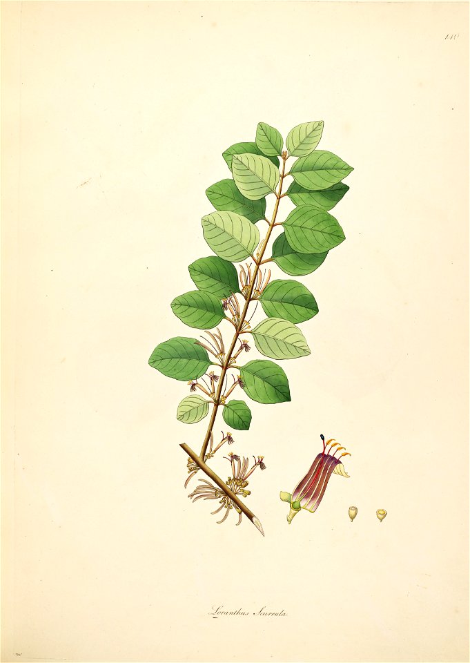 Scurrula parasitica Roxburgh 1798 2-140