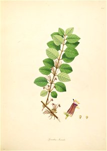Scurrula parasitica Roxburgh 1798 2-140