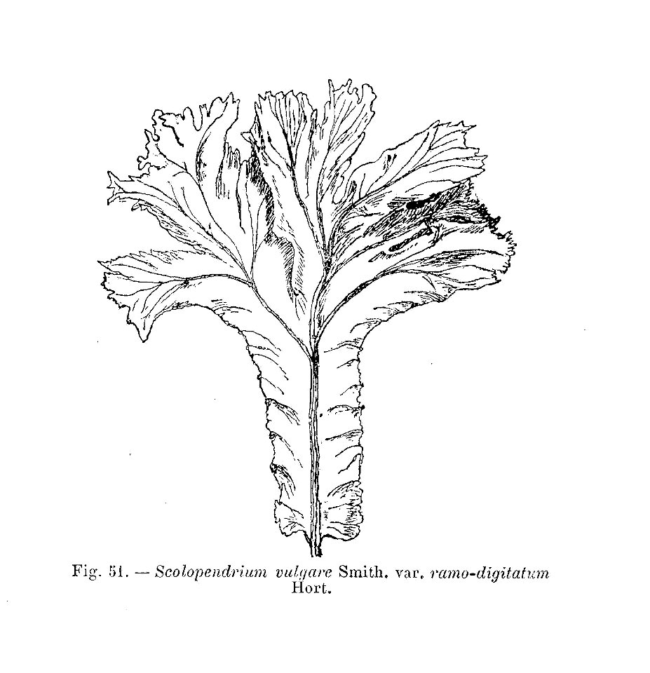 Scolopendrium vulgare ramo-digitatum - fronde