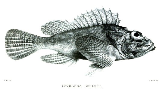 ScorpaenaMellissiFord