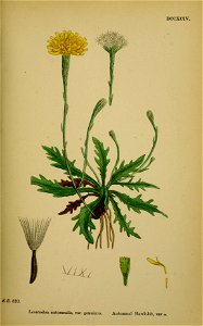 Scorzoneroides autumnalis ssp autumnalis