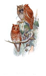 ScopsPennataGould