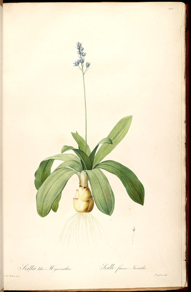 Scilla lilio-hyacinthus - Les Lilliacées - vol. 4 - t. 205