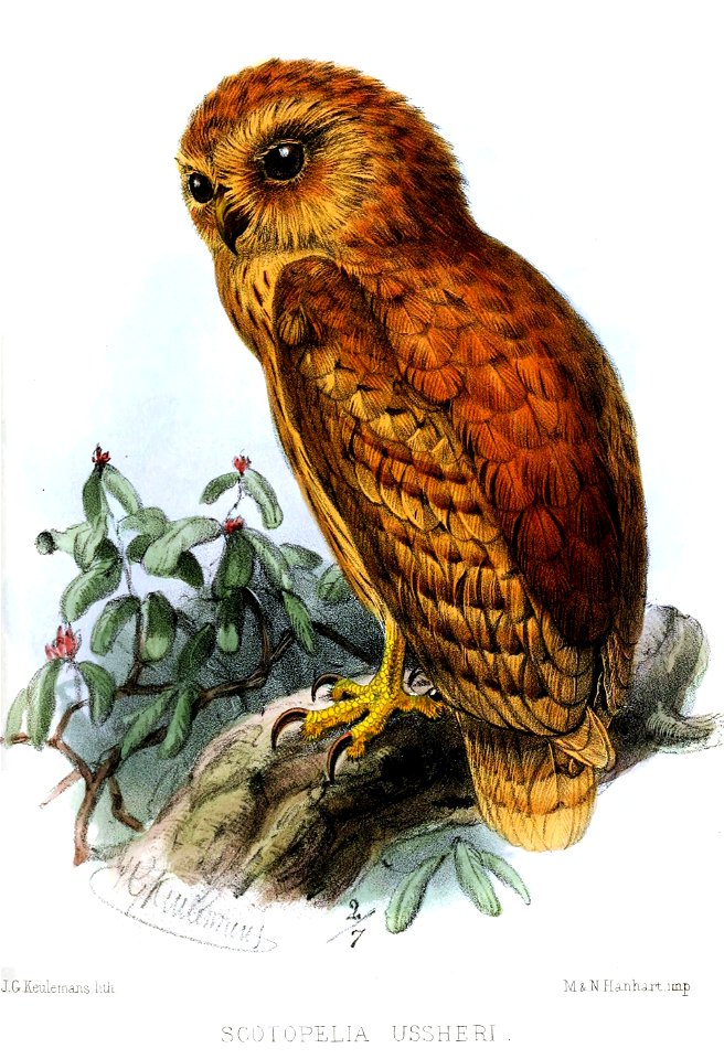 ScotopeliaUssheriKeulemans