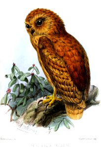 ScotopeliaUssheriKeulemans