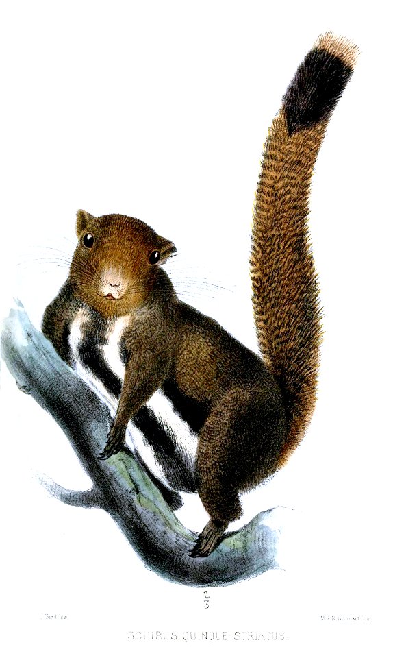 SciurusQuinquestriatusSmit