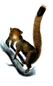 SciurusQuinquestriatusSmit