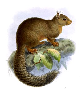 Sciurus alstoni Keulemans