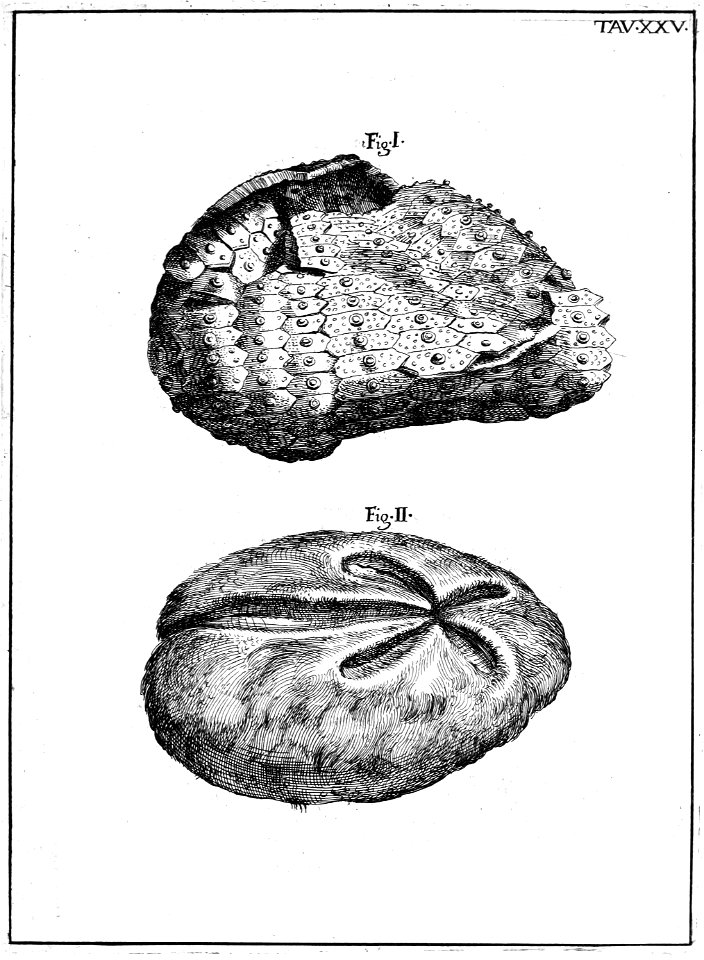 Scilla plate 25