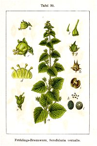 Scrophularia vernalis Sturm30
