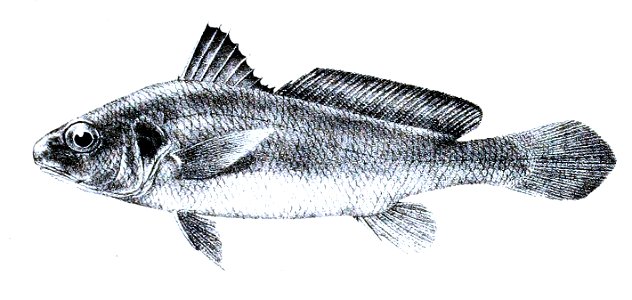 Sciaena sina Ford 44