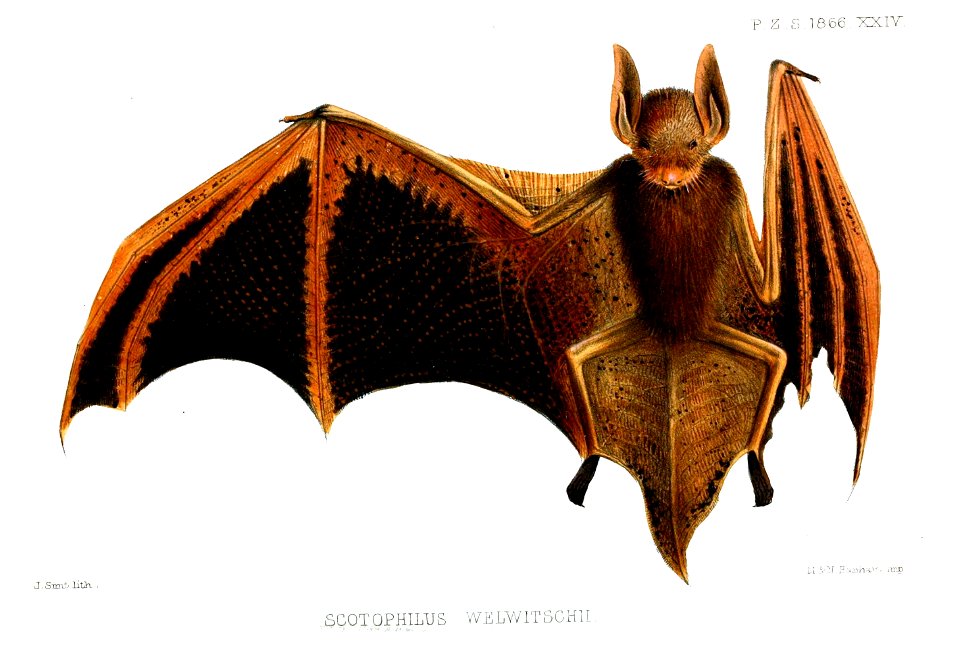 ScotophilusWelwitschiiSmit