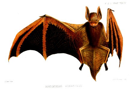 ScotophilusWelwitschiiSmit