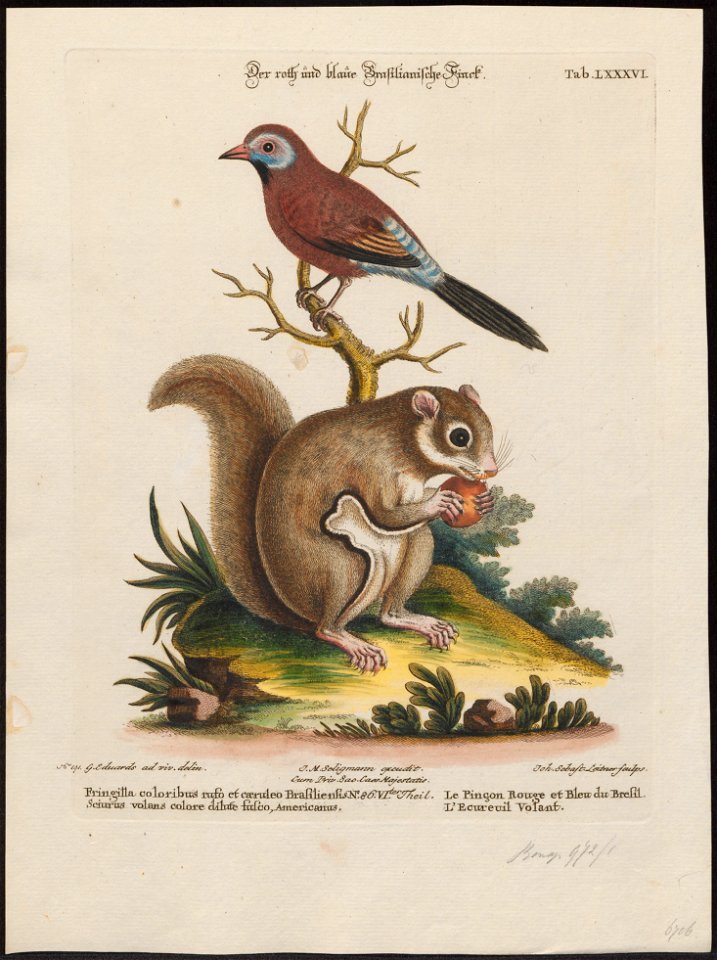 Sciurus volans - 1700-1880 - Print - Iconographia Zoologica - Special Collections University of Amsterdam - UBA01 IZ15900135