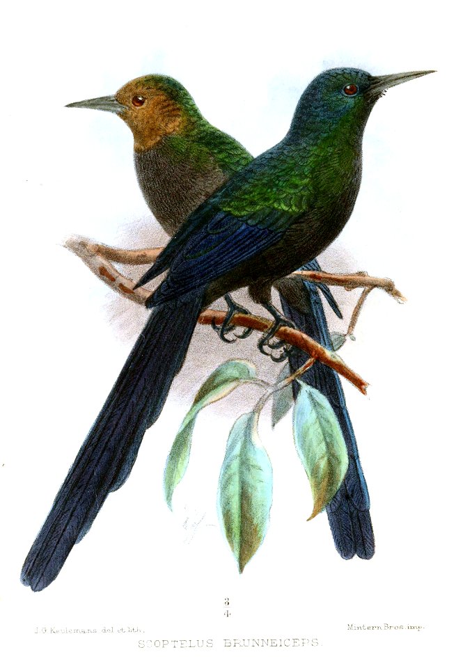 ScoptelusBrunneicepsKeulemans