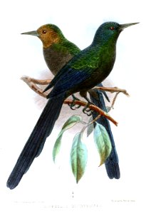 ScoptelusBrunneicepsKeulemans
