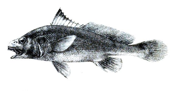 Sciaena coitor Ford 44