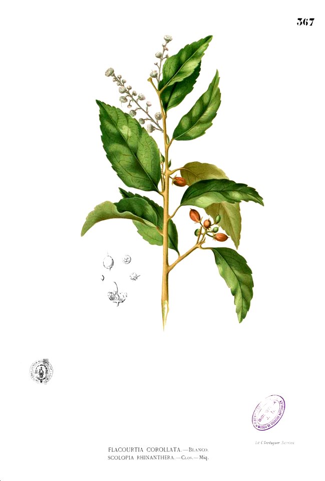 Scolopia rhinanthera Blanco2.367