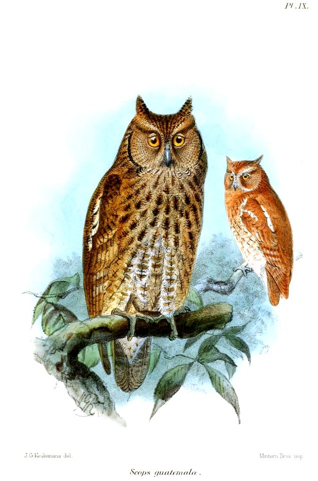 ScopsGuatemalaeKeulemans