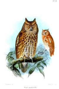 ScopsGuatemalaeKeulemans