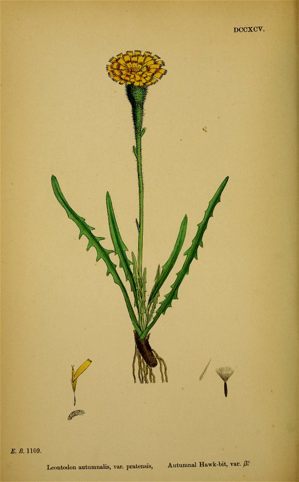 Scorzoneroides autumnalis ssp borealis