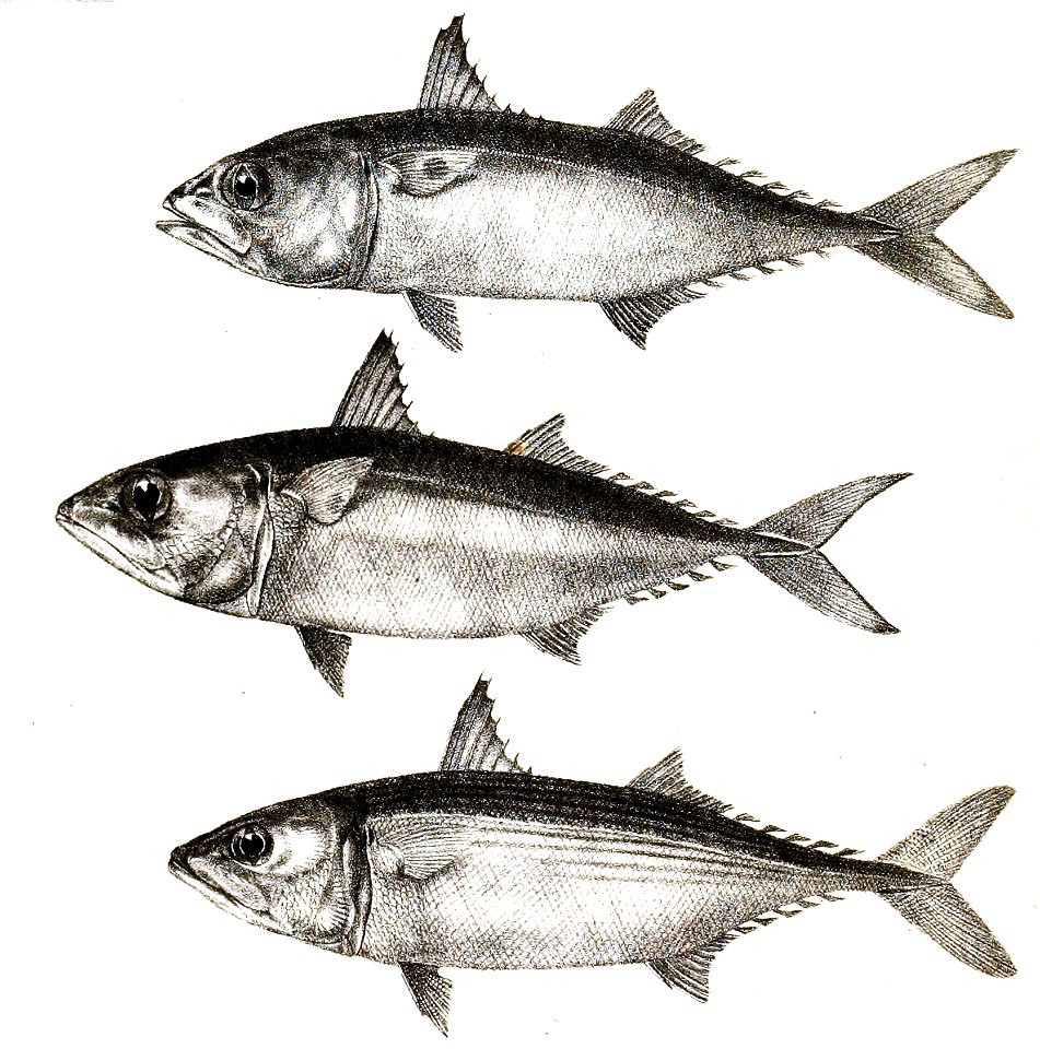 Scomber microlepidotus Ford 54