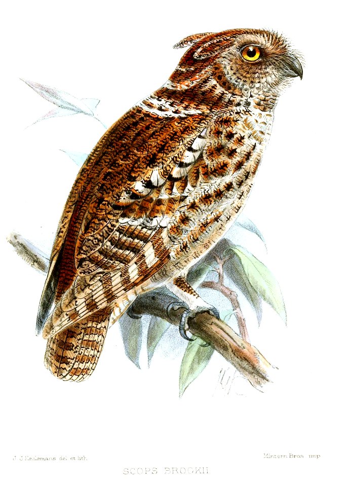 ScopsBrookiiKeulemans