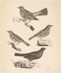 Selby's Illustrations of British ornithology Volume 1 Land birds Plate XLV