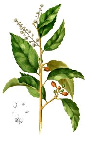 Scolopia rhinanthera Blanco2.367-cropped