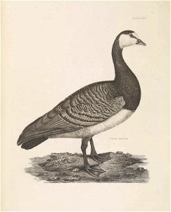 Selby's Illustrations of British ornithology Volume 2 Water birds Plate XLVbis