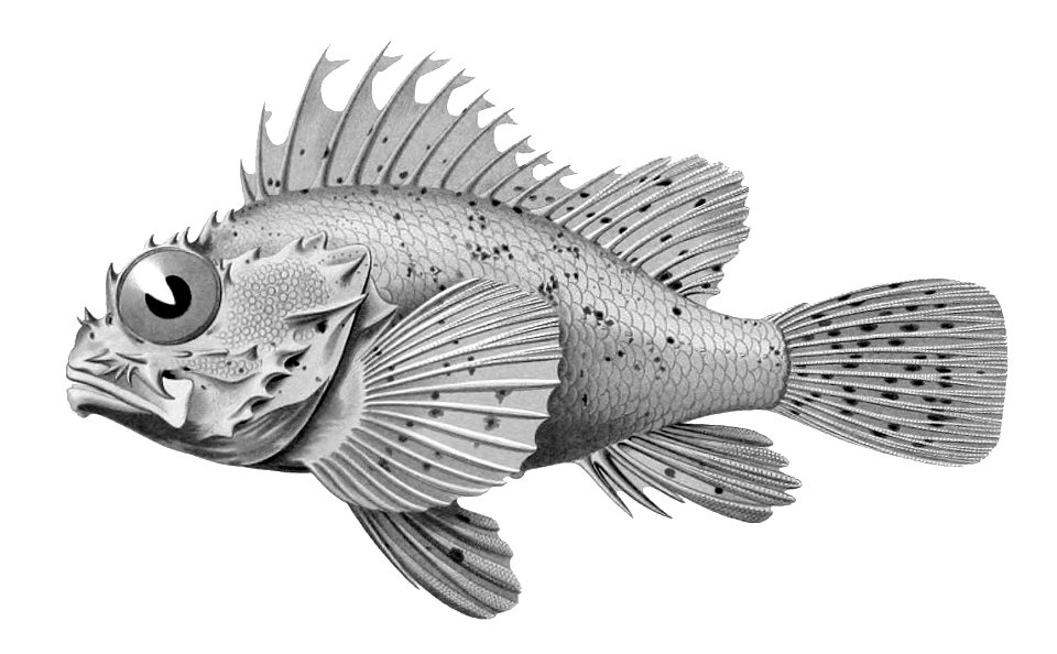 Scorpaena notata1