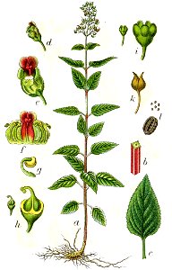 Scrophularia nodosa Sturm10028